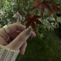 【京都】東寺 紅葉ライトアップ
