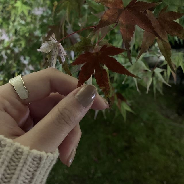 【京都】東寺 紅葉ライトアップ