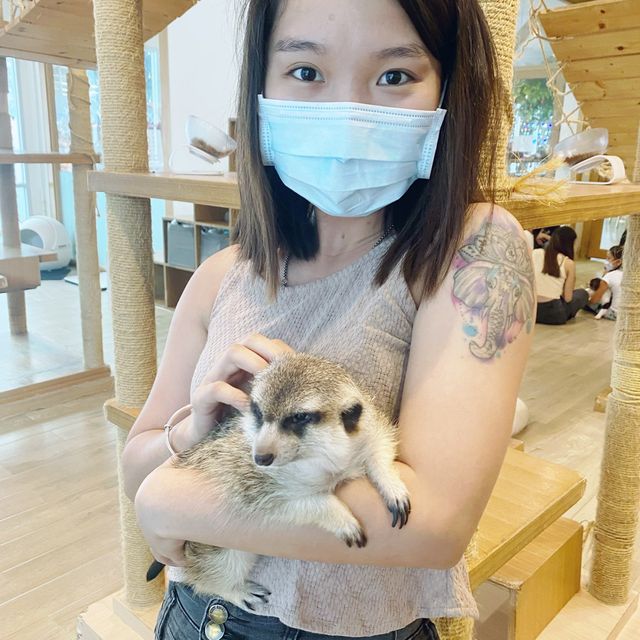 曼谷 Little Zoo Café 親親小動物