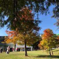 大湖公園落羽松紅了//滿滿拍照人潮