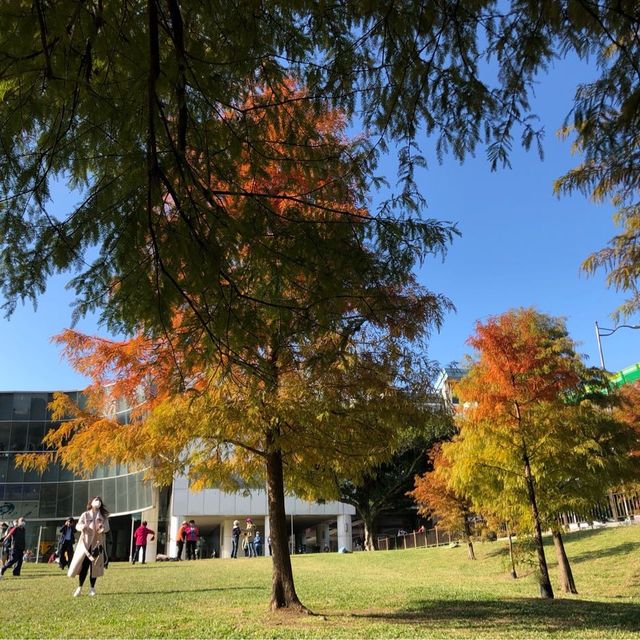 大湖公園落羽松紅了//滿滿拍照人潮