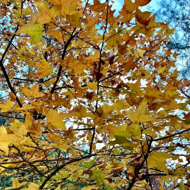 睇紅葉季節~~大棠紅葉🥰🤩😍 睇紅葉季節~~大棠紅葉🥰🤩😍