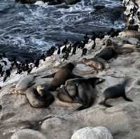 La Jolla is sunny, beautiful, unforgettable 