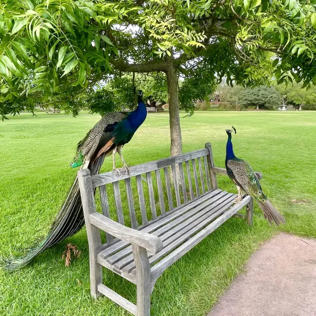 Peacock admiring, Arcadia LA county arboretum