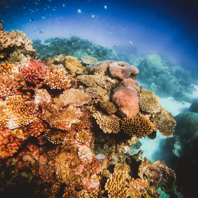 Scuba Diving