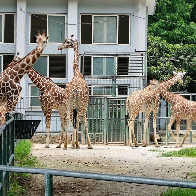 Shanghai zoo