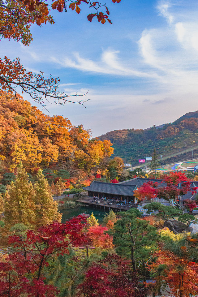 가을에 꼭 가야하는 '화담숲'