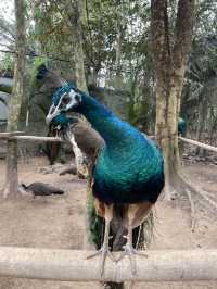 Visit the Dragons of Manzhang Village