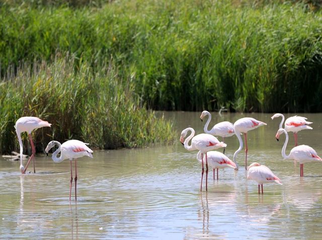 聯合國生物圈保護區法國卡瑪格地區自然公園