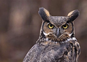 Live Owl Program and Owl Prowl | Catholic Ecology Center