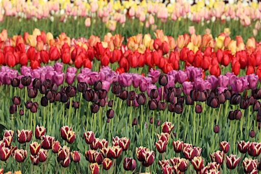 Friday 15th May 2026 WGC Red Tent  Women's Circle | Friends Meeting House