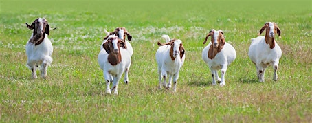 NC Small Ruminant Educational Series - Biosecurity | N.C. Cooperative Extension - Iredell County Center