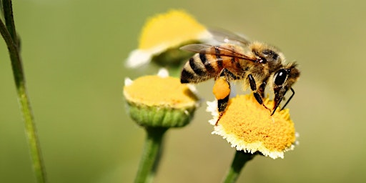 Summer Bee Walk | Wheatfen Nature Reserve