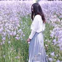 ทุ่งดอกหงอนนาค 💜สีม่วงฟรุ๊งฟริ๊ง สวยหวานใจละลาย