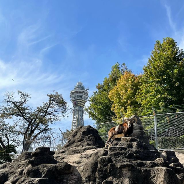 天王寺動物園｜都会の真ん中に動物園があります🐯
