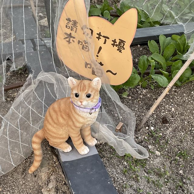 【 好可愛的小貓咪藝術裝置 】 【 好可愛的小貓咪藝術裝置 】