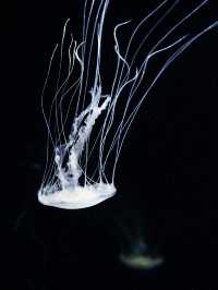 Gorgeous underwater aquarium u must visit! 
