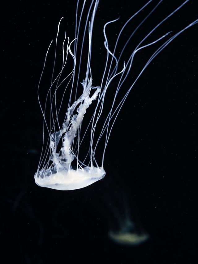 Gorgeous underwater aquarium u must visit! 