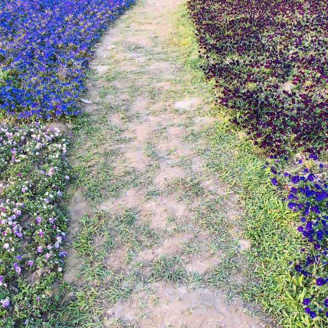 Guting Basketball Courts🚴🏻‍♂️🚴🏻‍♀️古亭河濱公園花海🌸🌼