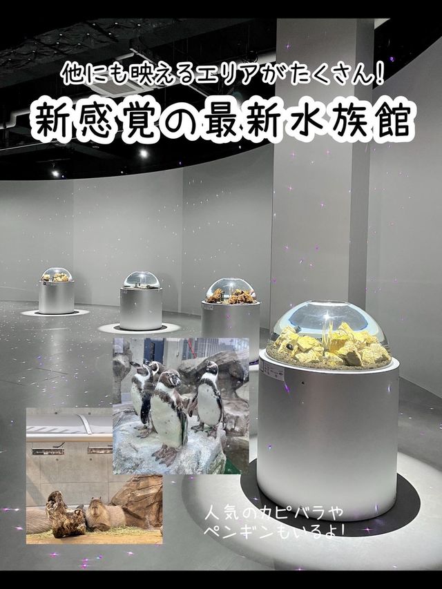 【兵庫】映えすぎる最新水族館『atoa』潜入レポ
