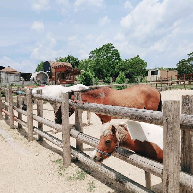 乗馬・給餌体験ができる！姫路セントラルパーク