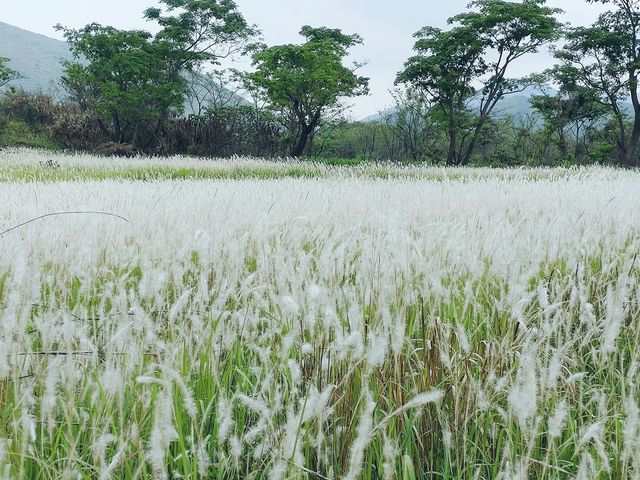 白茅草田