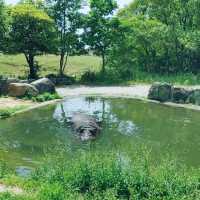 大自然を目の前に　ドライブスルーサファリ　姫路セントラル・パーク
