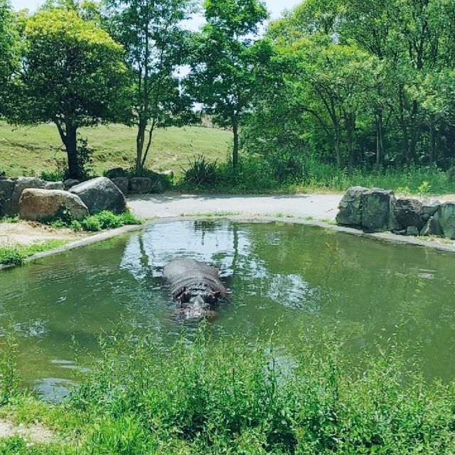 大自然を目の前に　ドライブスルーサファリ　姫路セントラル・パーク