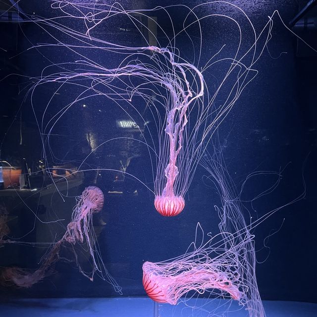【京都】クラゲワンダー！京都水族館
