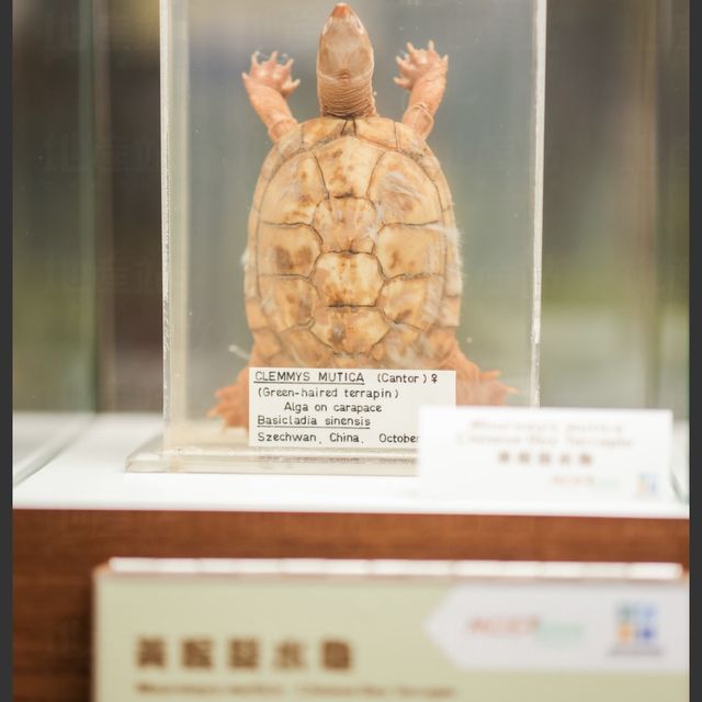 📸開心遊戲打卡好去處📸🐦「盛夏雨林探索站」🐦