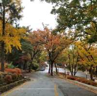 Yonsei University colours of fall