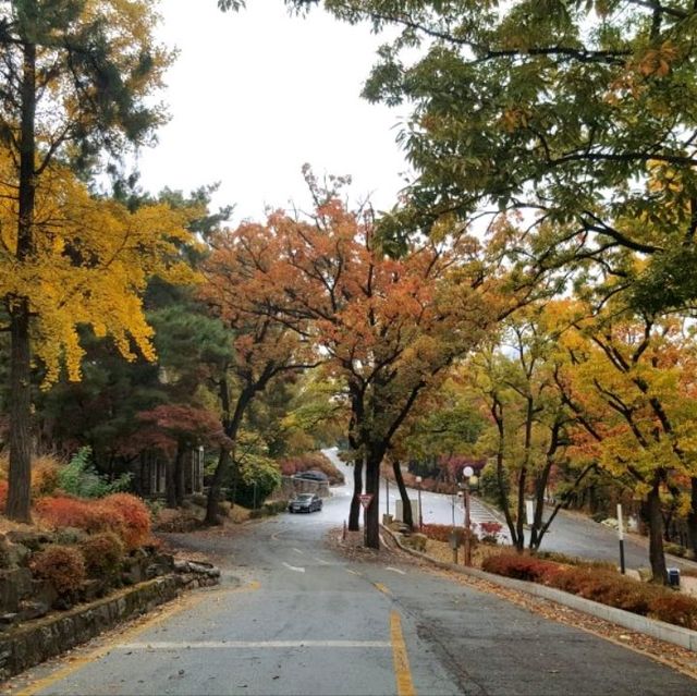 Yonsei University colours of fall