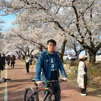 Cherry Blossoms at Seoak-dong, Gyeongju