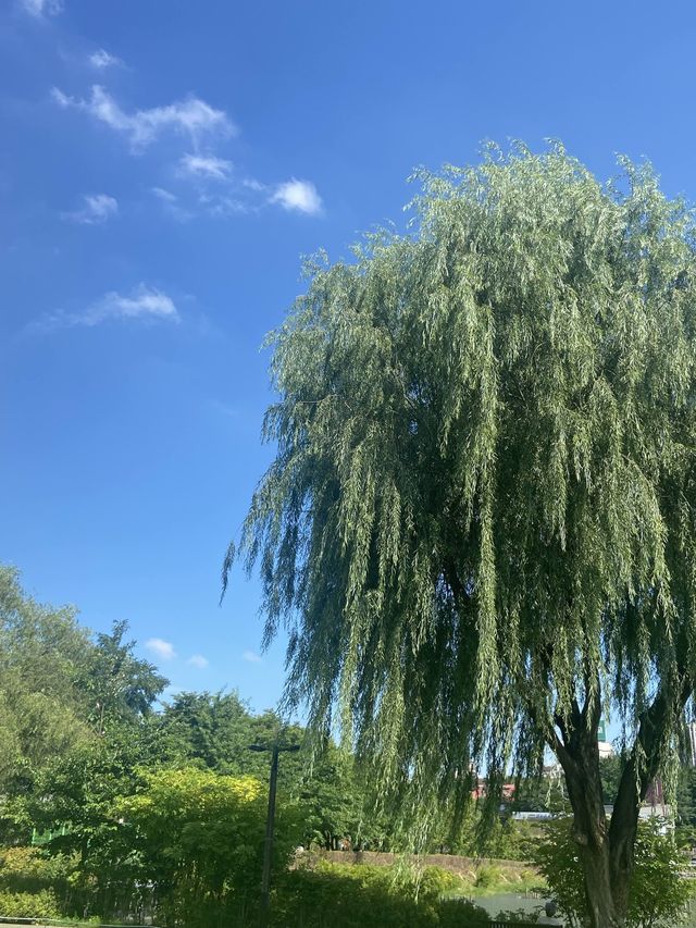 가을 저녁, 노을 구경하러 구로 항동 푸른수목원 산책은 어떠세요?🌿