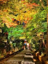 【京都】高台寺 夜間特別拝観✨美しすぎる紅葉ライトアップ✨