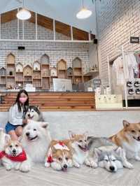 🇹🇭曼谷 狗狗cafe 一大堆狗狗圍住你轉🐶