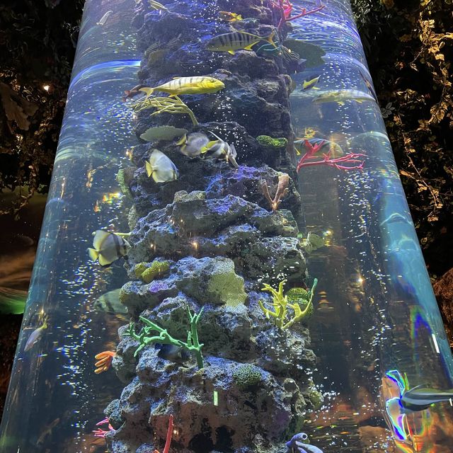 Rain forest Cafe レインフォレストカフェ
