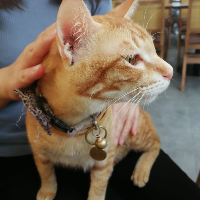 田園Cafe+貓店長，推介超軟霖豬肋排 