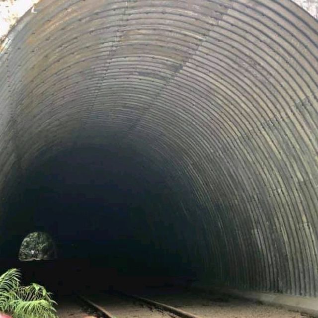 Heritage left behind in forest