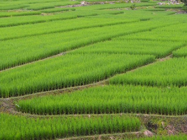 ชมวิว พักผ่อน ในบรรยากาศนาข้าวเขียวขจี ชมวิว พักผ่อน ในบรรยากาศนาข้าวเขียวขจี