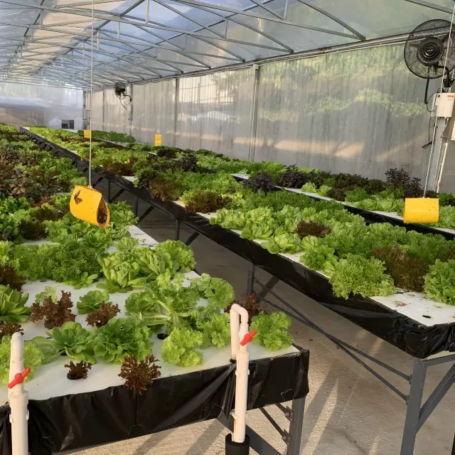 流浮山水耕種園