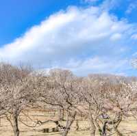 根岸森林公園の梅林の中を散策