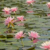 去華南植物園賞禾雀花，郊遊、露營、野餐⋯⋯