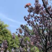 城門谷公園🌸賞賞吉野櫻