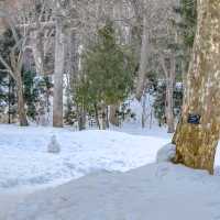 冬の円山公園
