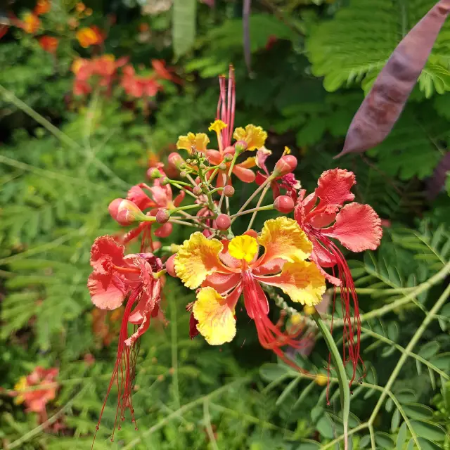 Stress relief through horticultural therapy💐