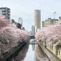 【東京】満開の桜と川が美しい都会にある自然