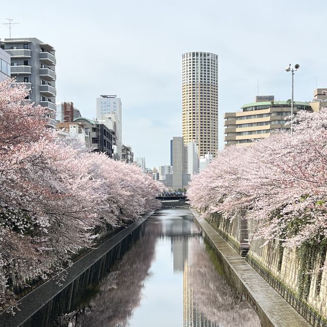 【東京】満開の桜と川が美しい都会にある自然