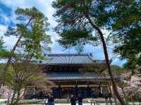 京都　SAKURA 桜めぐり❗️南禅寺の桜に感動❗️