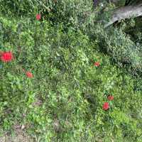賞花好地方「蝴蝶灣公園」
